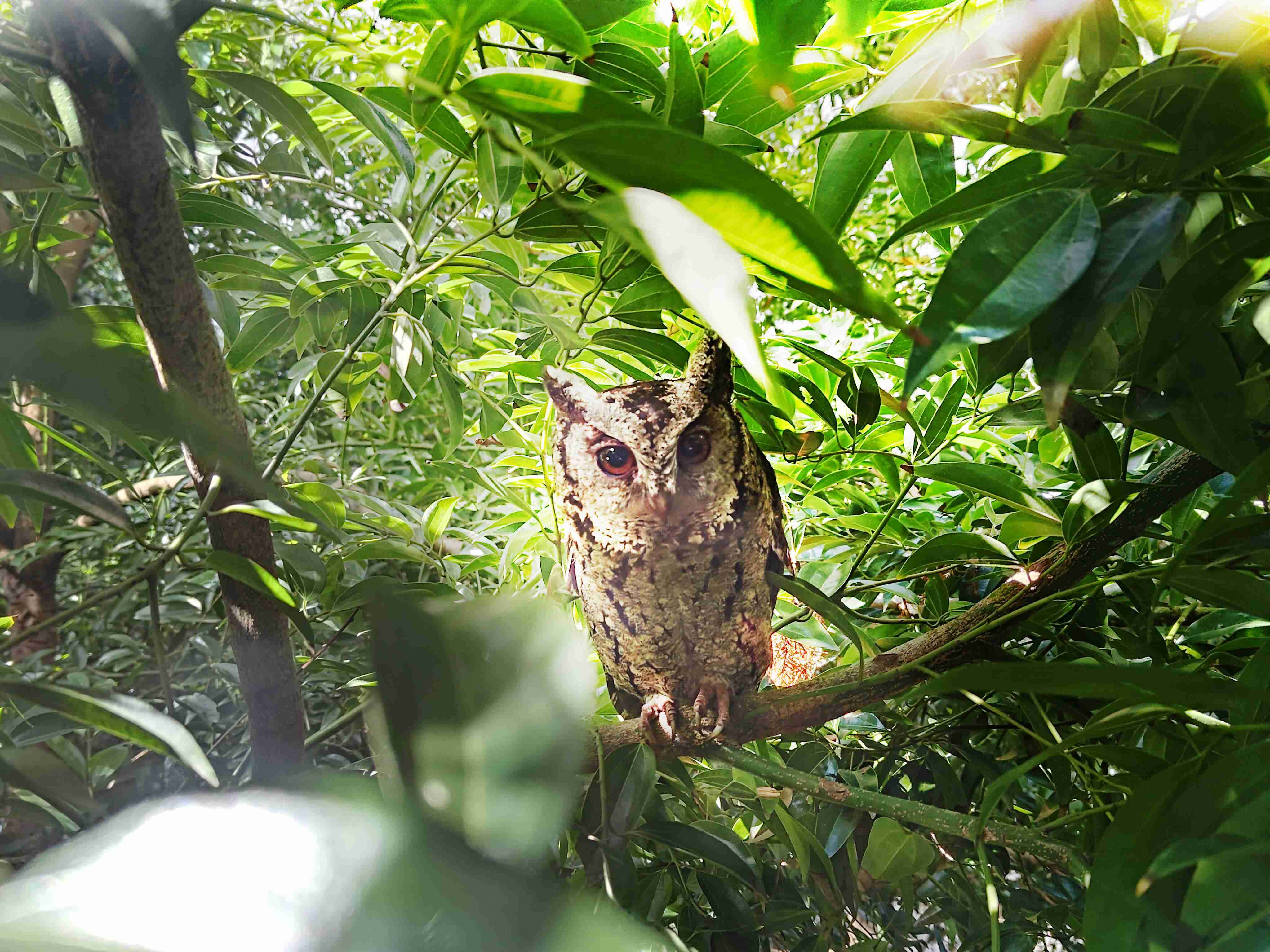 赏金国际致力提倡净零绿生活，，16年以来在全球各厂区植树逾百万棵，，，，造就各厂区树木蔚然成林，，犹如森林工厂，，成为许多生物的栖息地